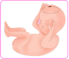 胎儿头围