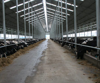 整洁舒适的牛舍